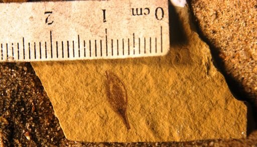 Eucommia montana