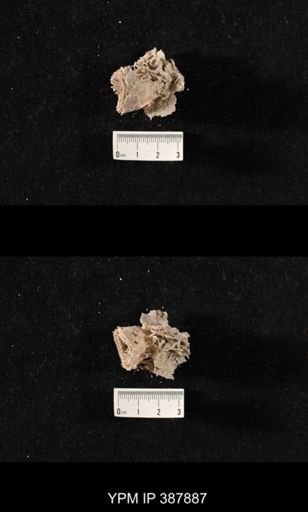 Hercosia sp.