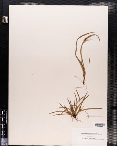 Carex backii