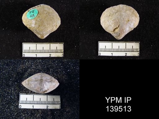 Athyris cf. royssii