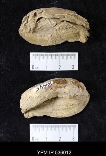 Unio priscus
