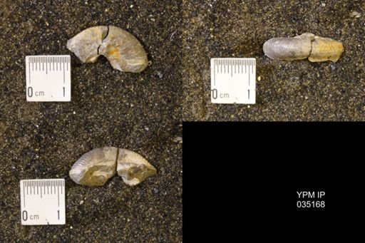 Discoscaphites rossi