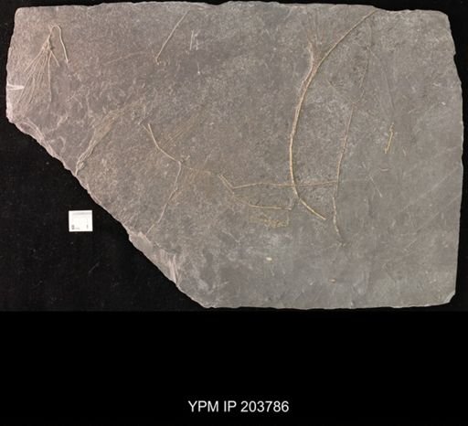 Calycanthocrinus decadactylus