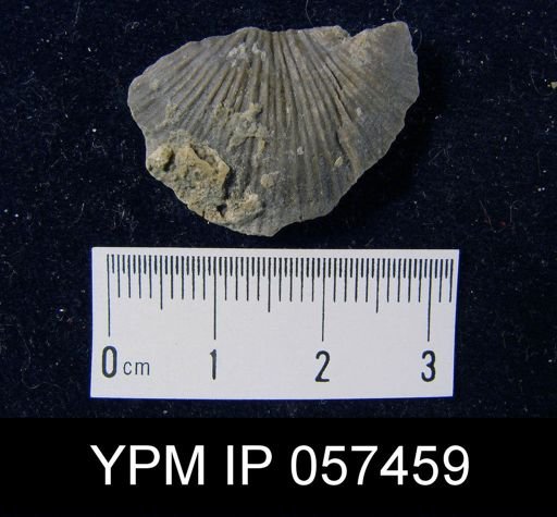 Strophonella punctulifera