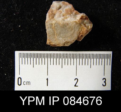 Leptostrophia logani