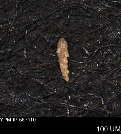 Verneuilina canadensis