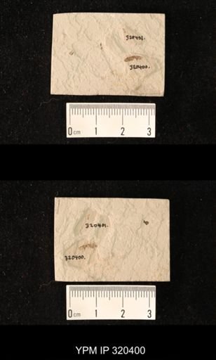 undet. Staphylinidae