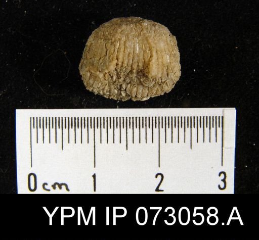 Atrypa tennesseensis