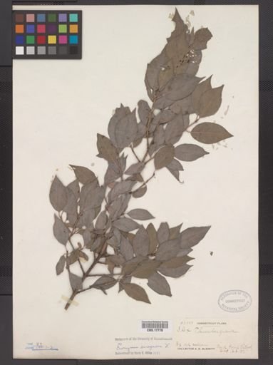 Euonymus europaeus