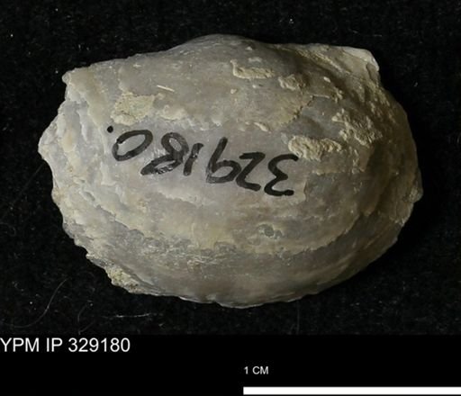 Pholidostrophia iowaensis