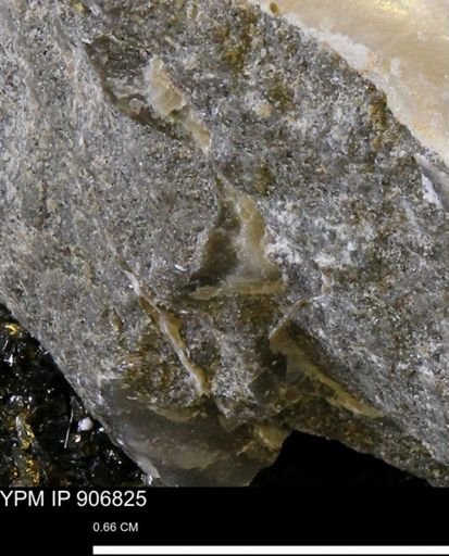 undet. Bivalvia