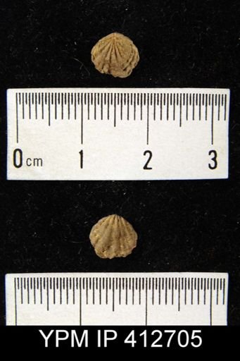 Atrypina imbricata