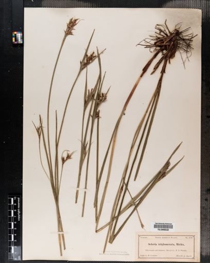Scleria triglomerata