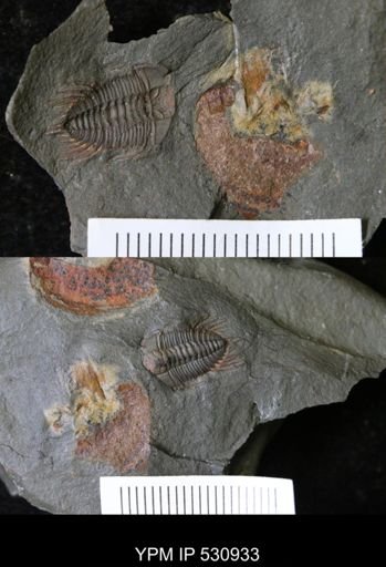 Anacheirurus adserai