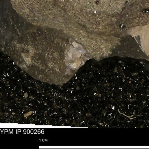 undet. Mollusca