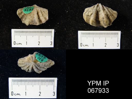 Delthyris perlamellosa