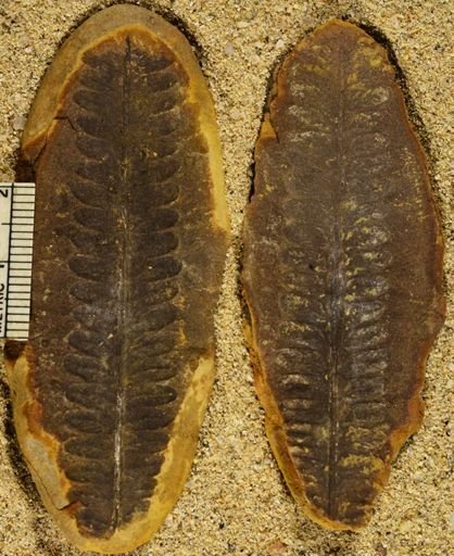 Pecopteris sp.