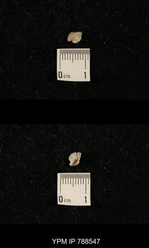 undet. Brachiopoda
