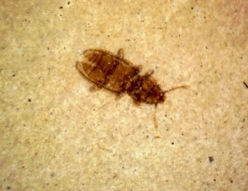 undet. Coleoptera