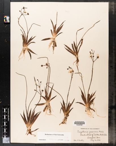 Sagittaria graminea