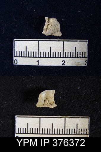 Chonetina verneuiliana wyandottensis