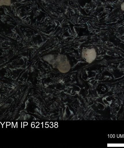undet. Heterohelicidae