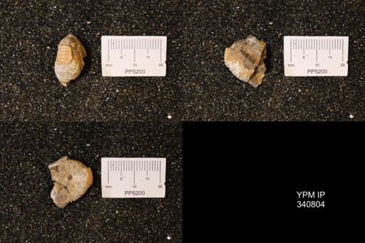 Scaphites sp.