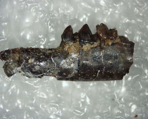 Bisonalveus browni