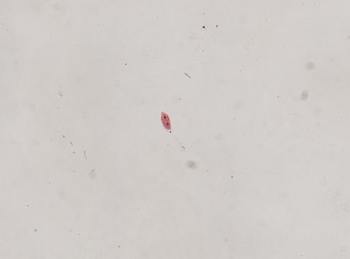 Pleurotricha