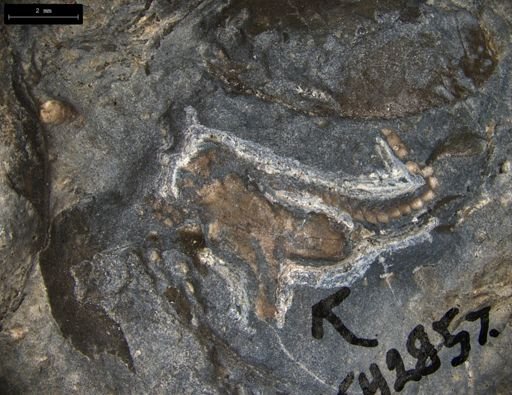 Aplocoma damesii