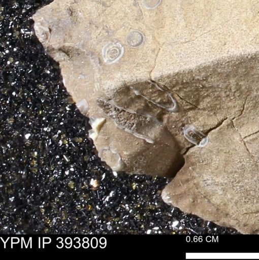 undet. Serpulidae