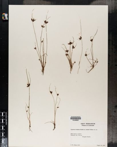 Cyperus rivularis