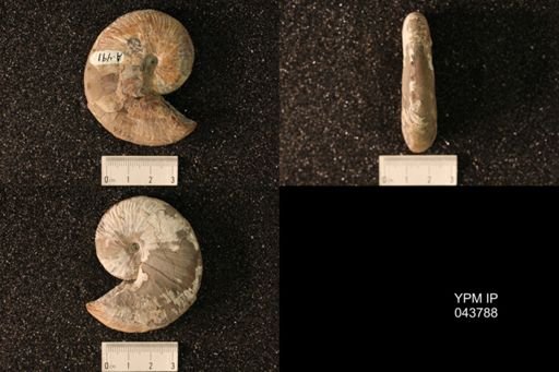 Hoploscaphites nicolletii