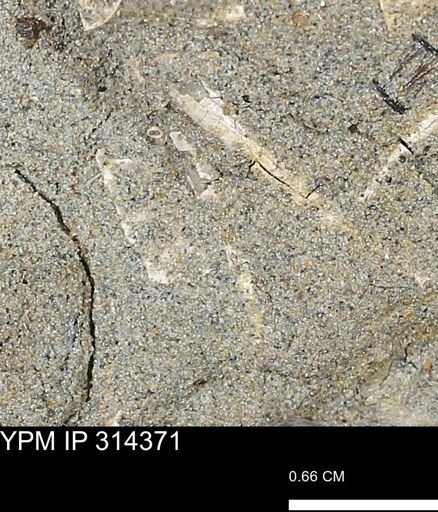 undet. Scaphopoda