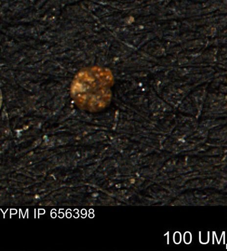 Alveolophragmium linki