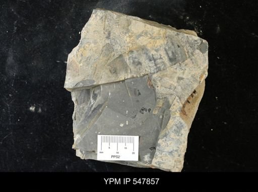 undet. Eurypterida