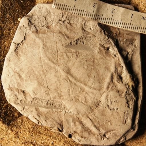 Phyllites undulatus