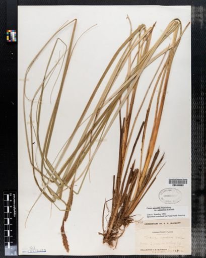 Carex aquatilis