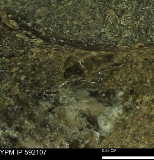 Ostrea sp.