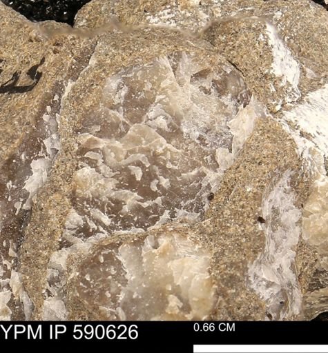 Ostrea translucida?