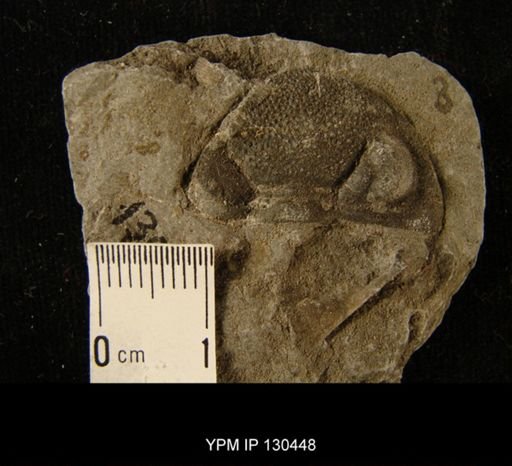 Phacops rana