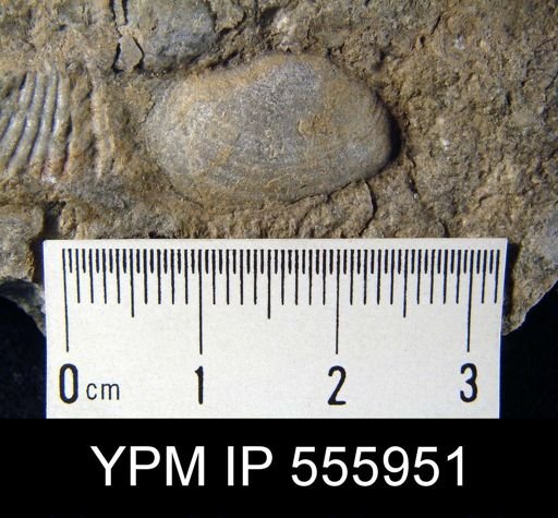 Reticularia sp.