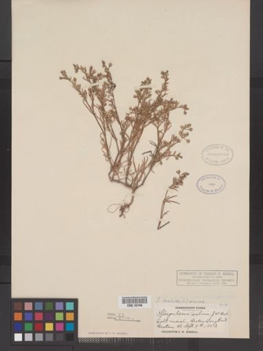 Spergularia marina