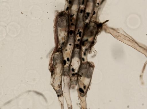Dendrobeania fruticosa