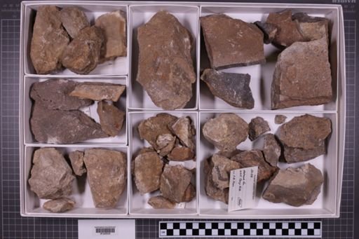 mixed taxa, stratigraphic collection