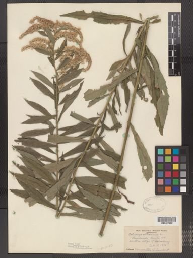 Solidago altissima