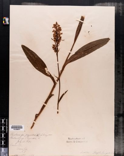 Habenaria
