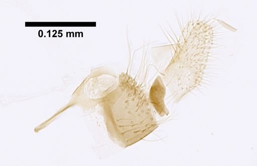 Lutzomyia lichyi