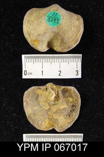 Schizophoria impressa