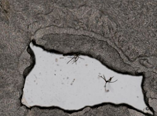 Collotheca edentata